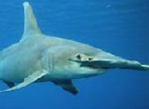 Дальневосточный морской заповедник