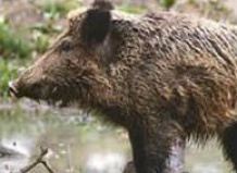 Национальный парк Орловское Полесье