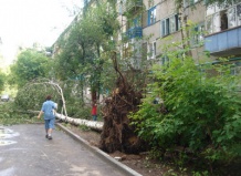 Корни деревьев в ваших коммуникациях