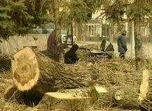 Предприниматель ответит за вырубку зеленых насаждений в Челябинске