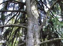 Самые старые деревья – 8 тыс. лет