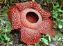 Необыкновенное растение -  раффлезия