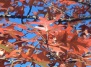 Осенняя листва дубов