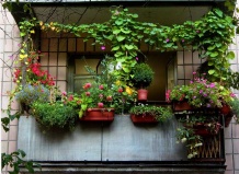 Балкон - обустройство балкона, цветы на балконе, растения для балкона, растения на балконе, балкон в цветах на Ваш Сад