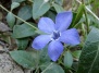 Барвинок. Любимый цветок Жан-Жака Руссо - барвинок на Ваш Сад