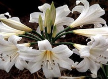 Комнатные луковичные растения. Амариллис - амариллис белладона, род Amaryllis, Amaryllidaceae на Ваш Сад