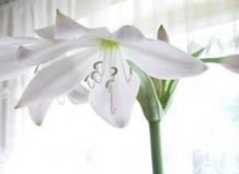Розовая лилия. Крин - крин мури, кринум Пауэлла, Род Crinum на Ваш Сад