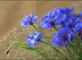 Василек – цветок хлебных полей - василек на Ваш Сад