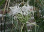 Мембранный цветок. ГИМЕНОКАЛЛИС. Hymenocallis.