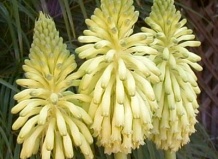 ВЕЛЬТГЕЙМИЯ. Зимний факел. Veltheimia.