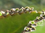 Бриофиллум дегримона: особенности выращивания и ухода, применение в медицине - бриофиллум на Ваш Сад