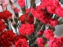 Гвоздика: посадка, выращивание и уход за цветами садовой гвоздики - выращивание гвоздик на Ваш Сад