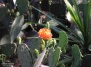 Кактус: разнообразие видов, особенности почвы, полива и ухода - разведение кактусов на Ваш Сад