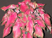 Декоративный цветок каладиум: самые популярные виды растения и советы по уходу - цветок каладиум на Ваш Сад