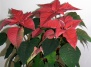 Комнатное растение пуансеттия: выращивание, уход и достижение максимально богатого цветения - рождественская звезда пуансеттия на Ваш Сад
