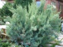 Декоративный кустарник тамарикс: выращивание и уход за неприхотливым зимостойким растением 