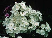 Флокс