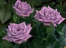 Сорта Комнатных Роз С Фото Сорта Комнатных Роз С Фото