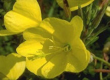 Энотера – цветок вечерней зари