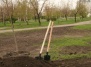 Парадокси міського озеленення