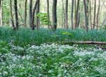 Национальный парк «Нижний Одерталь» (Германия)