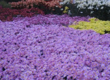 Бал хризантем 2009