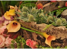 Выставка цветов в Челси - Chelsea Flower Show 2010