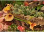 Выставка цветов в Челси - Chelsea Flower Show 2010