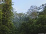 Растения тропического леса