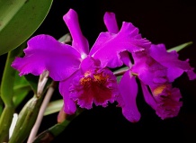 Адаптация орхидей