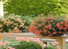 Диасция – цветущее растение для балконов и террас