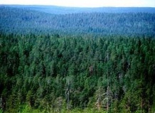 Вечнозелёные хвойные способны помочь человеку 