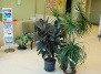 Растения, рекомендуемые для озеленения больниц 