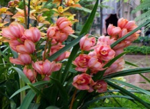 Феерия орхидей