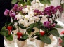 Орхидеи ко Дню Святого Валентина