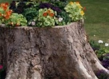 Пни в саду – корчевать или декорировать?