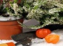 Зимний уход за классическими кадочными растениями