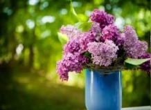 Интересные факты о сирени
