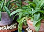 Как домашние растения помогают нашему здоровью