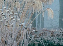Красивый зимний сад Пита Удольфа 