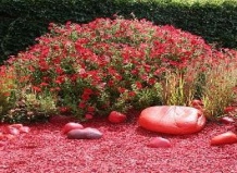 Красный цвет – изюминка красочного сада