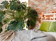 10 комнатных растений, предпочитающих тенистые уголки