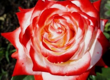 Роза чайно-гибридная “Императрица Фарах»