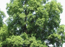Лириодендрон, тюльпановое дерево 