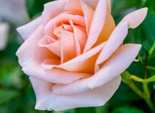 Роза чайно-гибридная «Вивалди