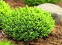 Хебе ‘Emerald Green’ 