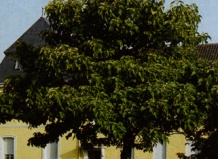 Павлония, адамово дерево  