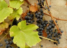 Виноград лабруска 