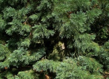 Секвойядендрон гигантский, мамонтово дерево 