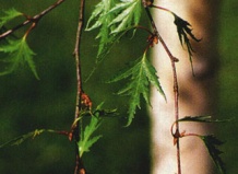 Береза с раздельно-лопастными листьями 
